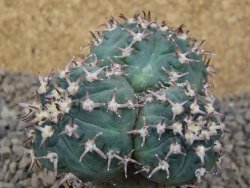 Gymnocalycium spegazzinii unguispinum SL 44b, 5,5 cm květináč
