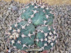 Gymnocalycium spegazzinii unguispinum SL 44b, 5,5 cm květináč - 12415481