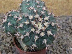Gymnocalycium spegazzinii unguispinum SL 44b, 5,5 cm květináč - 12415482