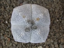 Astrophytum Onzuko quadricostatum květináč 5,5 cm - 12415483