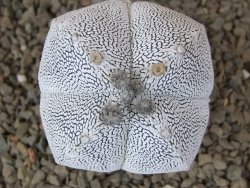 Astrophytum Onzuko quadricostatum květináč 5,5 cm
