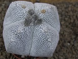 Astrophytum Onzuko quadricostatum květináč 5,5 cm - 12415485