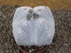 Astrophytum Onzuko quadricostatum květináč 5,5 cm - 12415486