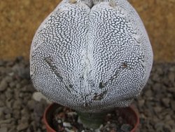 Astrophytum Onzuko quadricostatum květináč 5,5 cm - 12415488
