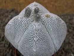 Astrophytum Onzuko quadricostatum květináč 5,5 cm - 12415489