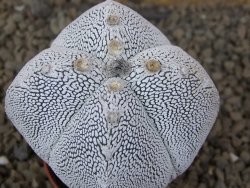 Astrophytum Onzuko quadricostatum květináč 5,5 cm - 12415490