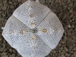 Astrophytum Onzuko quadricostatum květináč 5,5 cm - 12415491