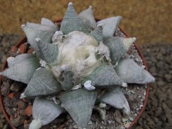 Ariocarpus retusus SB 68 Coronel, SLP 9 cm květináč, cites IA