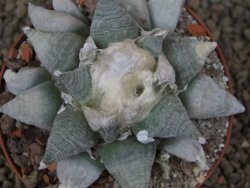 Ariocarpus retusus SB 68 Coronel, SLP 9 cm květináč, cites IA - 12415493