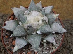 Ariocarpus retusus SB 68 Coronel, SLP 9 cm květináč, cites IA - 12415495