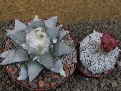 Ariocarpus retusus SB 68 Coronel, SLP 9 cm květináč, cites IA - 12415498