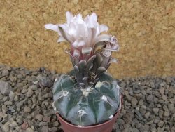 Gymnocalycium prochazkianum select, 5,5 cm květináč - 12415499