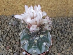Gymnocalycium prochazkianum select, 5,5 cm květináč - 12415500