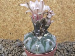 Gymnocalycium prochazkianum select, 5,5 cm květináč