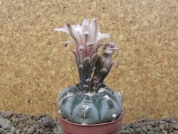 Gymnocalycium prochazkianum select, 5,5 cm květináč - 12415502