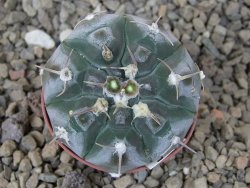 Gymnocalycium prochazkianum select, 5,5 cm květináč - 12415504