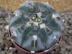 Gymnocalycium prochazkianum select, 5,5 cm květináč - 12415505