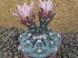 Gymnocalycium prochazkianum select, 5,5 cm květináč - 12415507