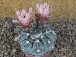 Gymnocalycium prochazkianum select, 5,5 cm květináč - 12415508
