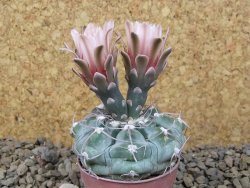 Gymnocalycium prochazkianum select, 5,5 cm květináč - 12415509
