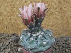 Gymnocalycium prochazkianum select, 5,5 cm květináč - 12415510