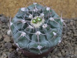 Gymnocalycium prochazkianum select, 5,5 cm květináč - 12415511