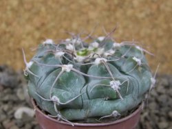 Gymnocalycium prochazkianum select, 5,5 cm květináč - 12415512