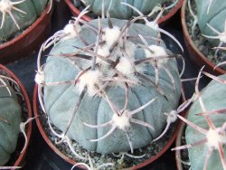 Echinocactus horizonthalonius KMR 21 Huizache 900m, 5,5 cm květináč