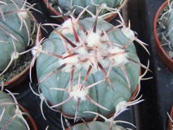 Echinocactus horizonthalonius KMR 21 Huizache 900m, 5,5 cm květináč - 12415515