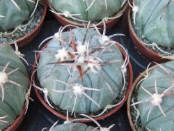 Echinocactus horizonthalonius KMR 21 Huizache 900m, 5,5 cm květináč - 12415516