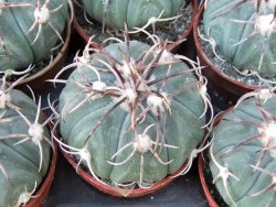 Echinocactus horizonthalonius KMR 21 Huizache 900m, 5,5 cm květináč - 12415517