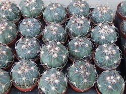 Echinocactus horizonthalonius KMR 21 Huizache 900m, 5,5 cm květináč - 12415518