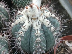 Echinocactus horizonthalonius KMR 21 Huizache 900m, 5,5 cm květináč - 12415519