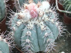 Echinocactus horizonthalonius KMR 21 Huizache 900m, 5,5 cm květináč - 12415521