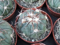 Echinocactus horizonthalonius KMR 21 Huizache 900m, 5,5 cm květináč - 12415523