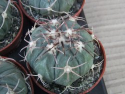 Echinocactus horizonthalonius KMR 21 Huizache 900m, 5,5 cm květináč - 12415524