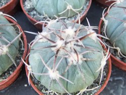 Echinocactus horizonthalonius KMR 21 Huizache 900m, 5,5 cm květináč - 12415525