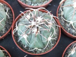 Echinocactus horizonthalonius KMR 21 Huizache 900m, 5,5 cm květináč - 12415526
