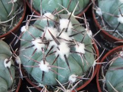 Echinocactus horizonthalonius La Apples, 5,5 cm květináč