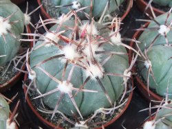 Echinocactus horizonthalonius La Apples, 5,5 cm květináč - 12415557