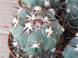 Echinocactus horizonthalonius La Apples, 5,5 cm květináč - 12415558