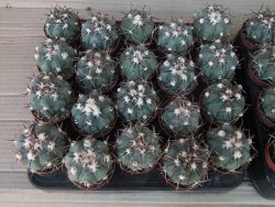 Echinocactus horizonthalonius La Apples, 5,5 cm květináč - 12415560