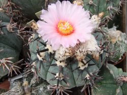 Echinocactus horizonthalonius La Apples, 5,5 cm květináč - 12415561