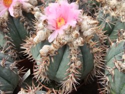 Echinocactus horizonthalonius La Apples, 5,5 cm květináč - 12415562