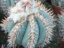 Echinocactus horizonthalonius La Apples, 5,5 cm květináč - 12415563