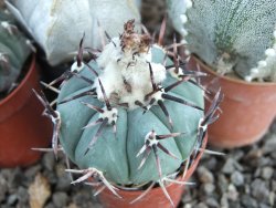 Echinocactus horizonthalonius La Apples, 5,5 cm květináč - 12415564