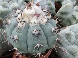 Echinocactus horizonthalonius La Apples, 5,5 cm květináč - 12415565