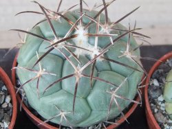 Coryphantha poselgeriana pot 5,5 cm - 12415567