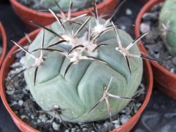 Coryphantha poselgeriana pot 5,5 cm - 12415568