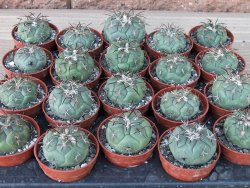 Coryphantha poselgeriana pot 5,5 cm - 12415569